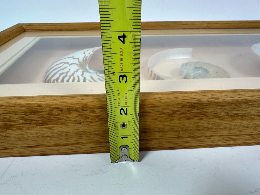 Shadowbox Framed Nautilus Shells 25W X 13D X 2.5H [Photo 9]