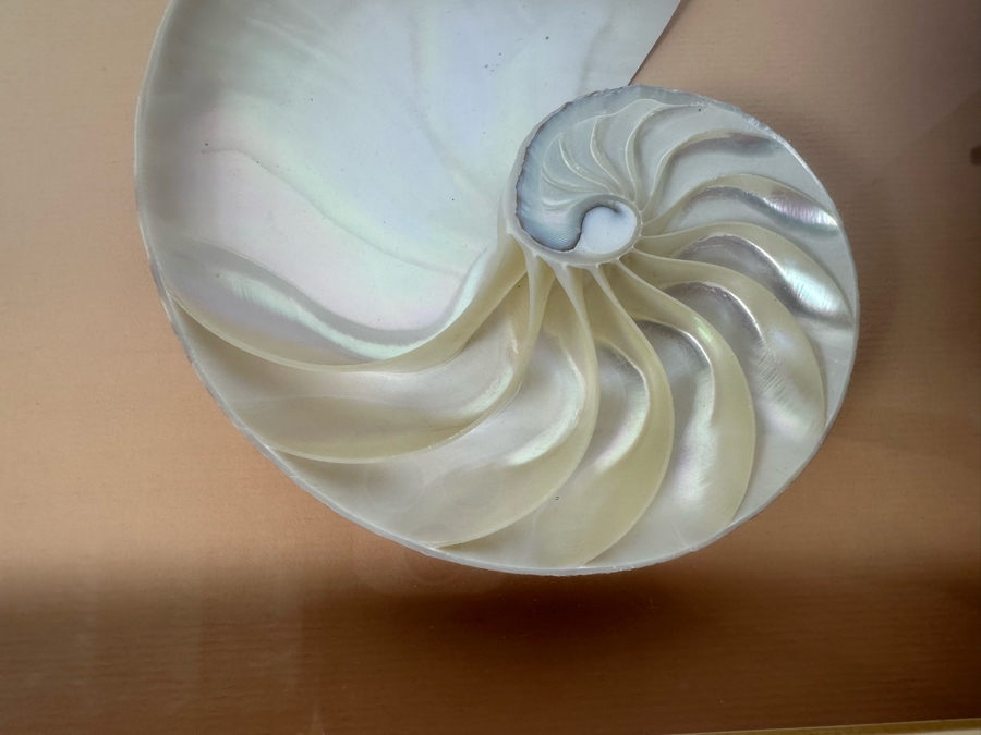 Shadowbox Framed Nautilus Shells 25W X 13D X 2.5H [Photo 6]