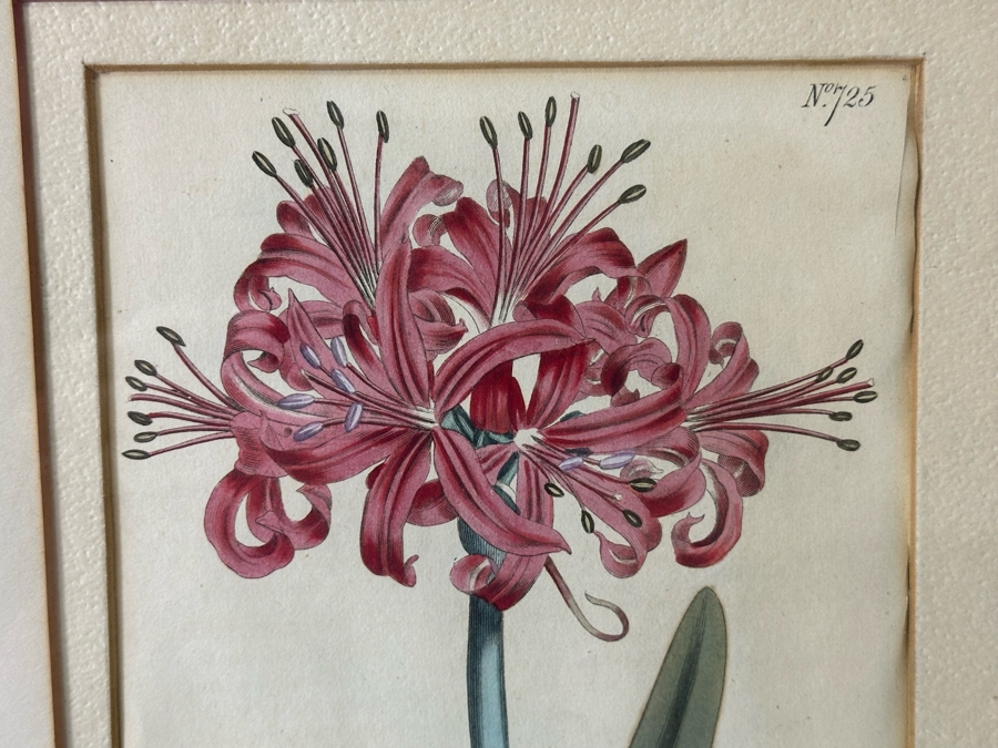 JUST ADDED - Pair Of Antique Botanical Prints 6 X 9.5 Framed 17 X 20 [Photo 9]