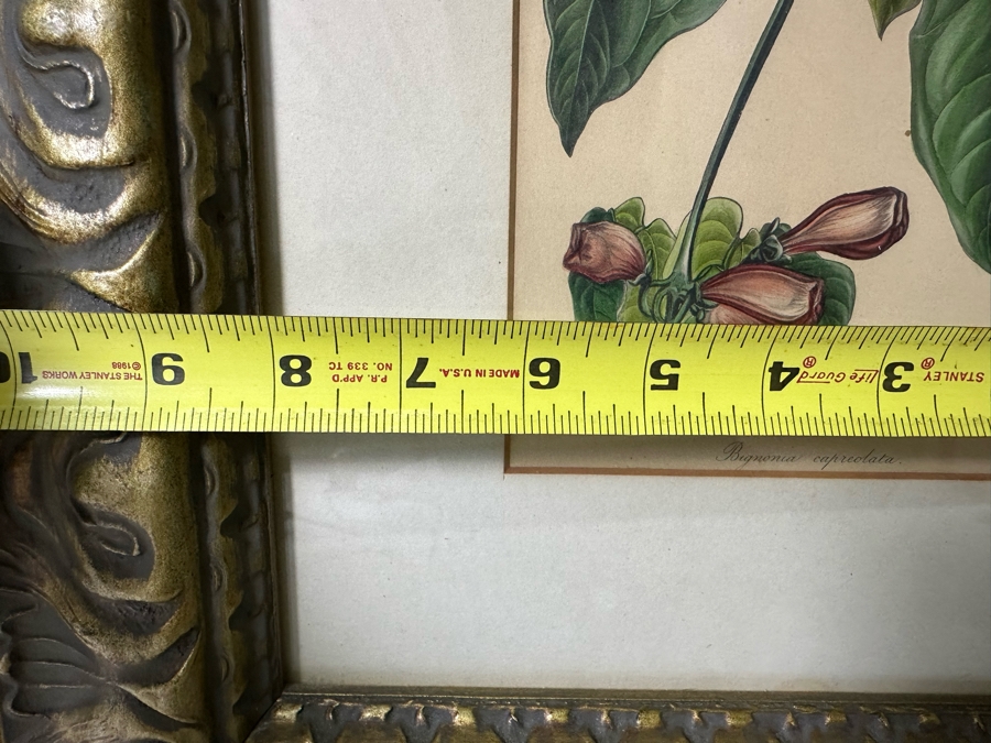 JUST ADDED - Pair Of Antique Botanical Prints 6 X 9.5 Framed 17 X 20 [Photo 14]