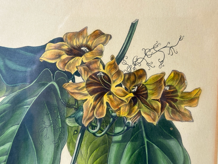 JUST ADDED - Pair Of Antique Botanical Prints 6 X 9.5 Framed 17 X 20 [Photo 5]