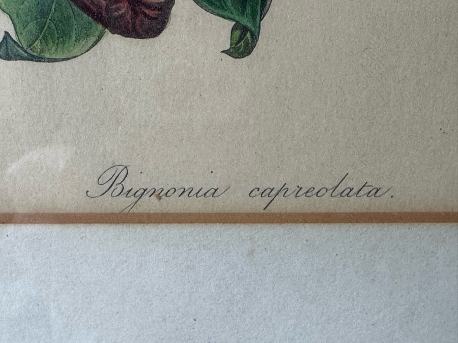 JUST ADDED - Pair Of Antique Botanical Prints 6 X 9.5 Framed 17 X 20 [Photo 8]