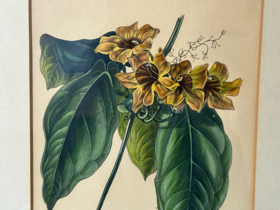 JUST ADDED - Pair Of Antique Botanical Prints 6 X 9.5 Framed 17 X 20 [Photo 6]