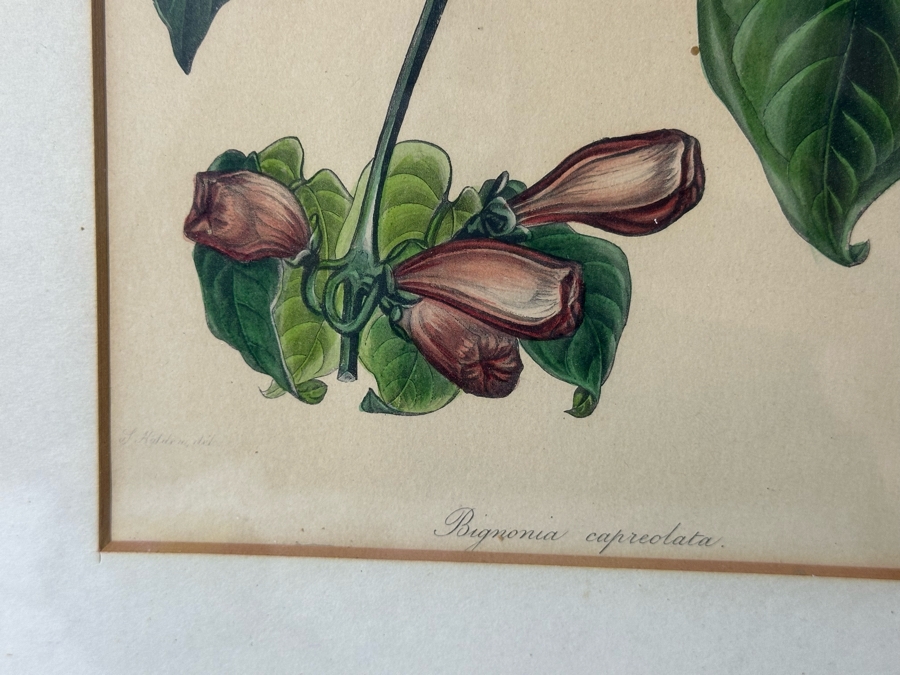 JUST ADDED - Pair Of Antique Botanical Prints 6 X 9.5 Framed 17 X 20 [Photo 7]