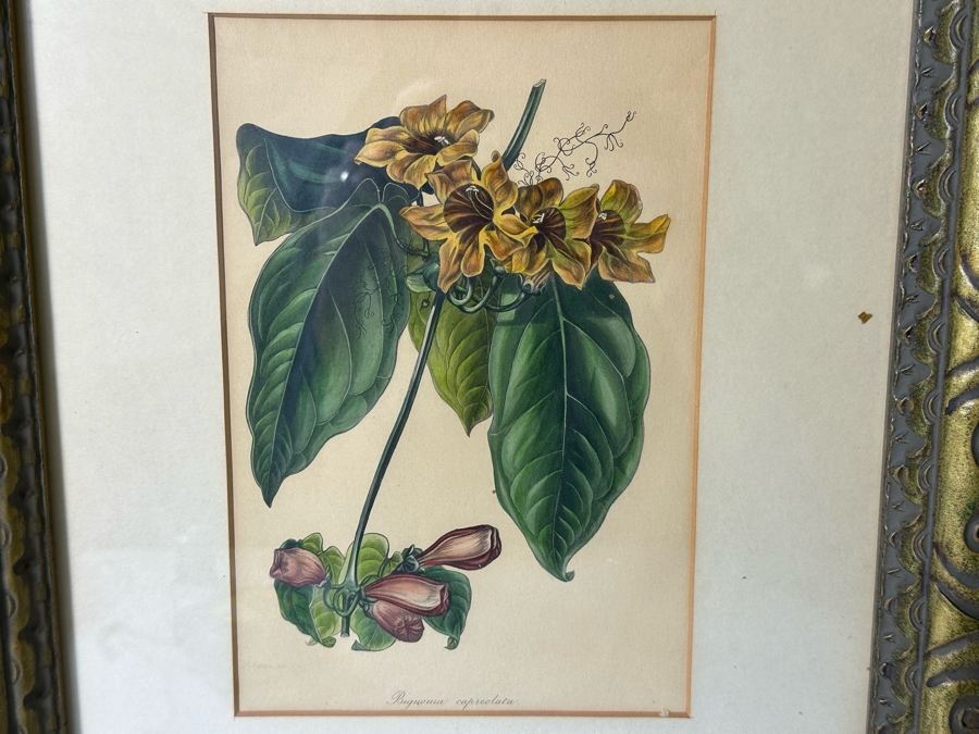 JUST ADDED - Pair Of Antique Botanical Prints 6 X 9.5 Framed 17 X 20 [Photo 4]