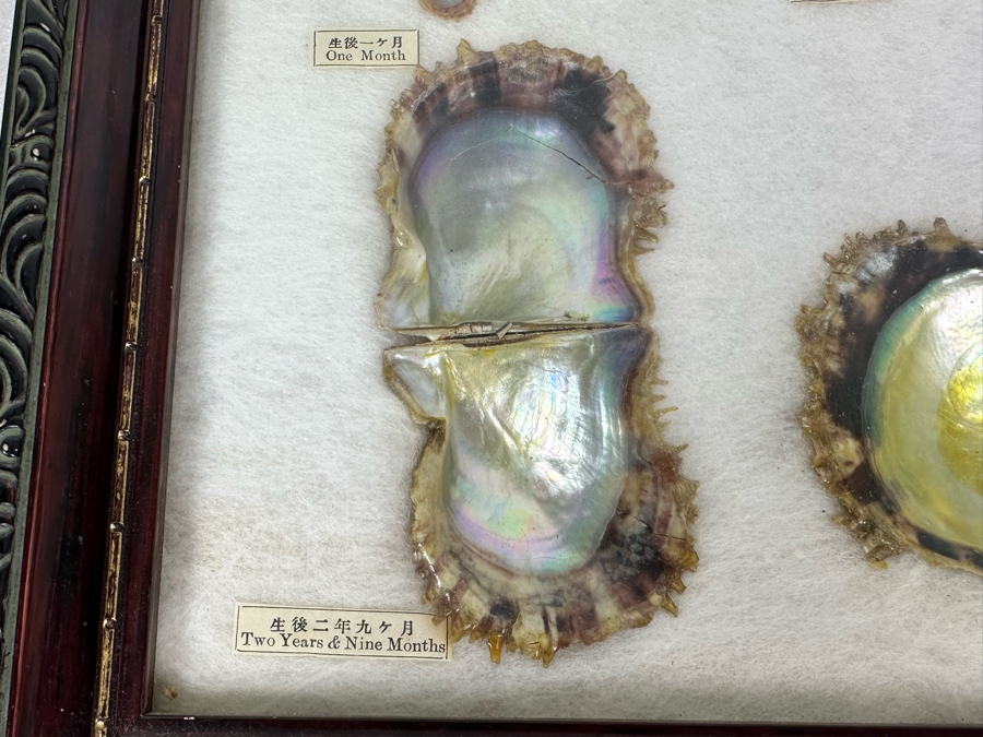 Vintage Specimen Chart Of Pearl Growth Of Japanese Pearls Shadowbox Framed 16.5' X 12' [Photo 10]