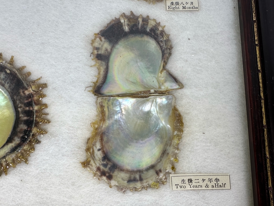 Vintage Specimen Chart Of Pearl Growth Of Japanese Pearls Shadowbox Framed 16.5' X 12' [Photo 11]