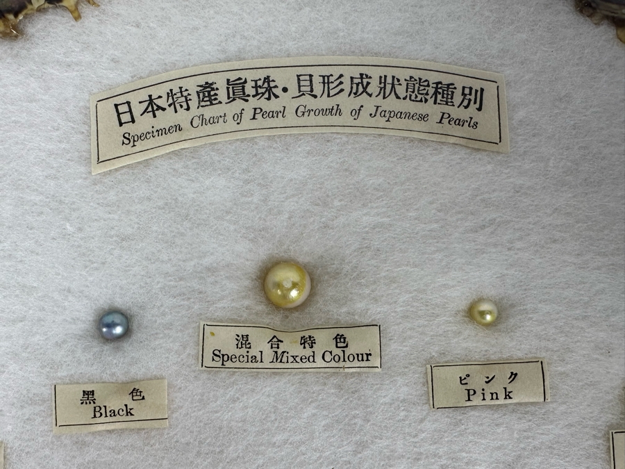 Vintage Specimen Chart Of Pearl Growth Of Japanese Pearls Shadowbox Framed 16.5' X 12' [Photo 3]