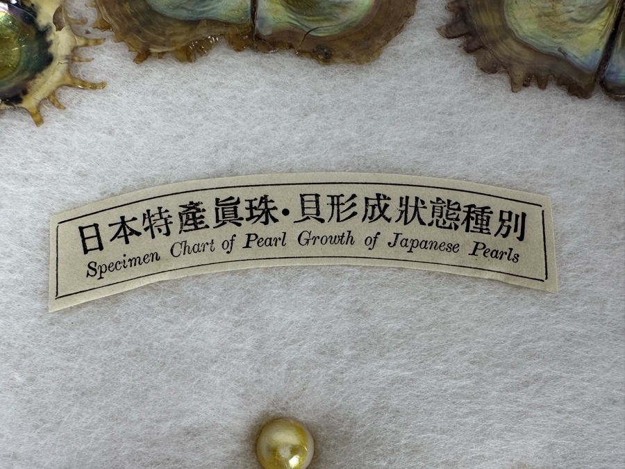 Vintage Specimen Chart Of Pearl Growth Of Japanese Pearls Shadowbox Framed 16.5' X 12' [Photo 4]