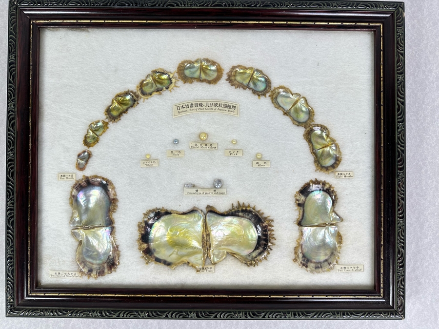 Vintage Specimen Chart Of Pearl Growth Of Japanese Pearls Shadowbox Framed 16.5' X 12' [Photo 2]