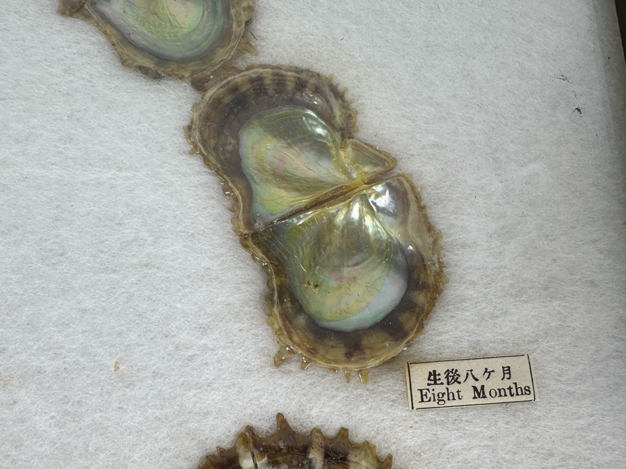 Vintage Specimen Chart Of Pearl Growth Of Japanese Pearls Shadowbox Framed 16.5' X 12' [Photo 12]