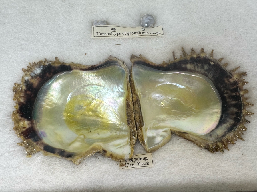 Vintage Specimen Chart Of Pearl Growth Of Japanese Pearls Shadowbox Framed 16.5' X 12' [Photo 8]