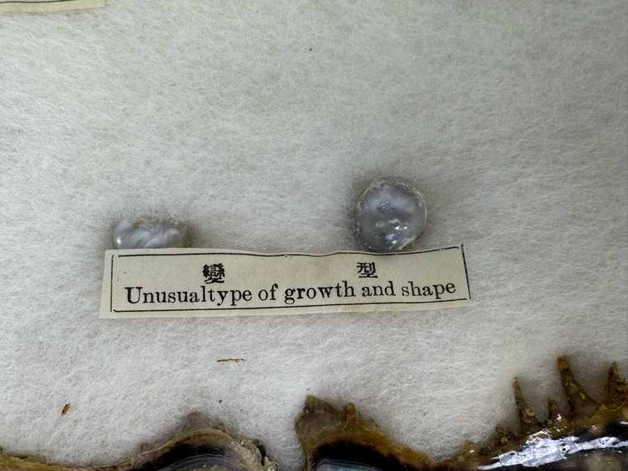 Vintage Specimen Chart Of Pearl Growth Of Japanese Pearls Shadowbox Framed 16.5' X 12' [Photo 7]