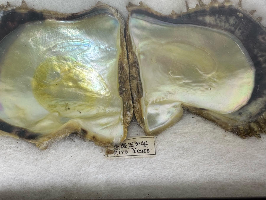 Vintage Specimen Chart Of Pearl Growth Of Japanese Pearls Shadowbox Framed 16.5' X 12' [Photo 9]