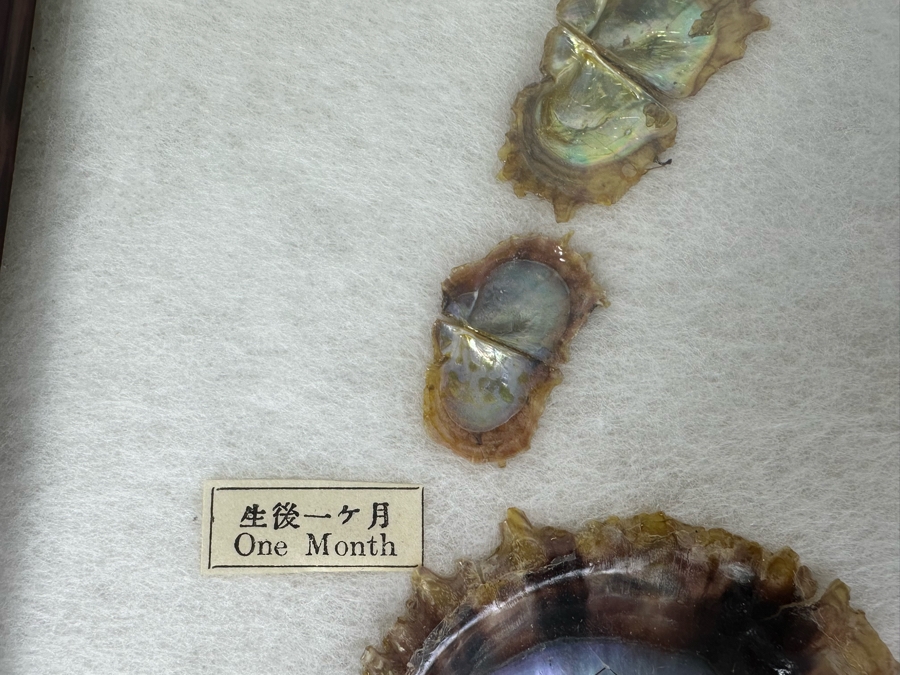 Vintage Specimen Chart Of Pearl Growth Of Japanese Pearls Shadowbox Framed 16.5' X 12' [Photo 13]
