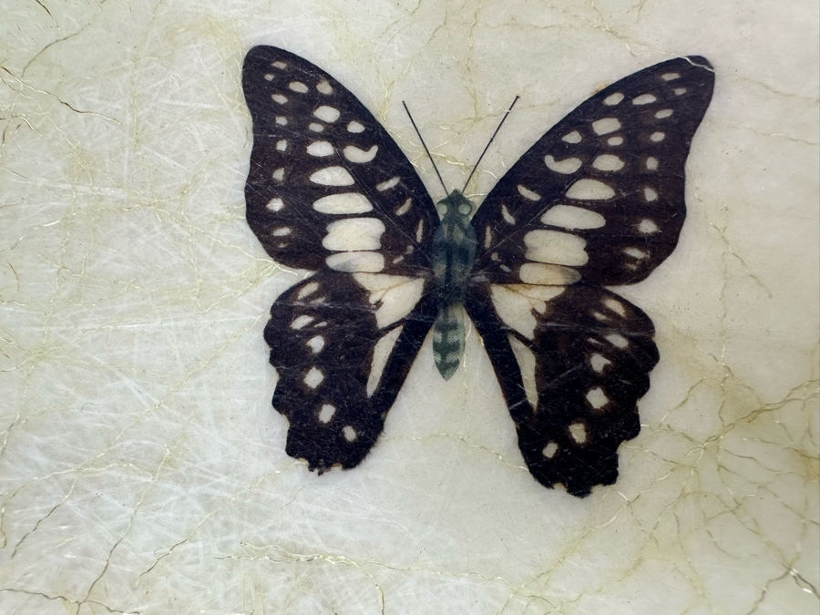 Vintage MCM Fiberglass Butterfly Bowl With Brass Stand 12'W X 4'H [Photo 7]