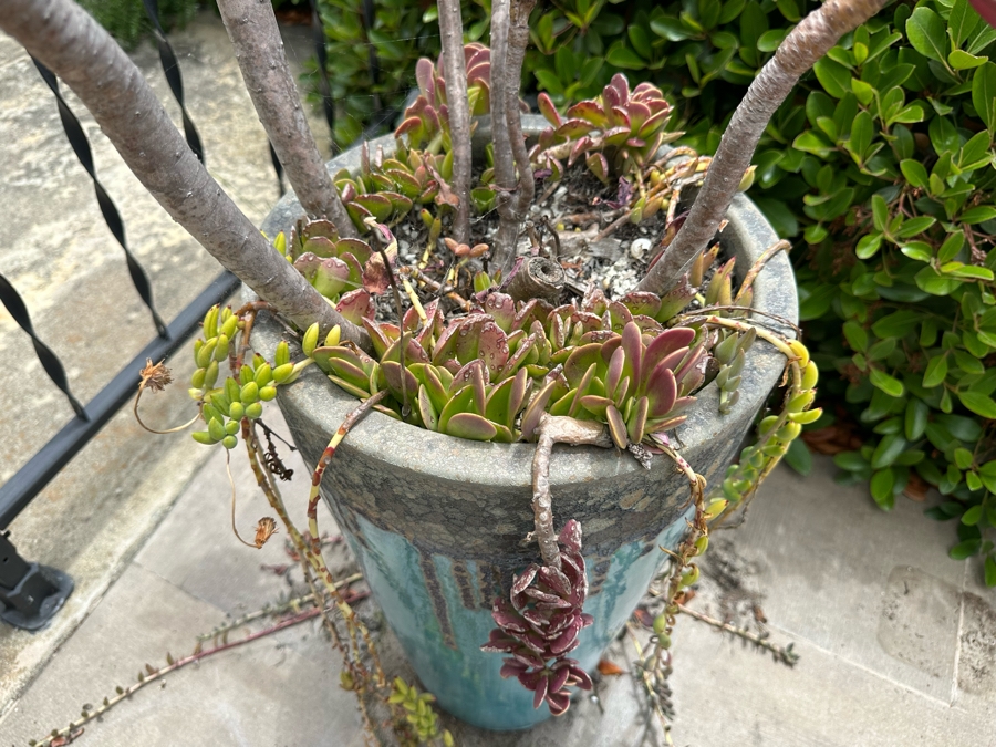 Pair Of Outdoor Glazed Flower Pots 24'H With Succulents - Pots Retail $480 [Photo 8]