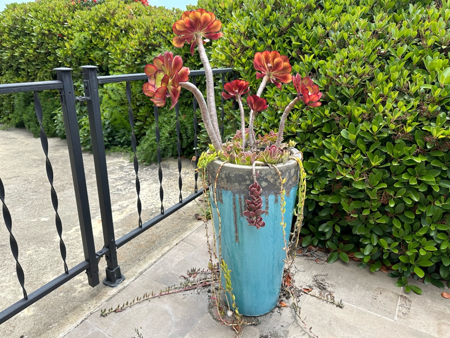 Pair Of Outdoor Glazed Flower Pots 24'H With Succulents - Pots Retail $480 [Photo 5]