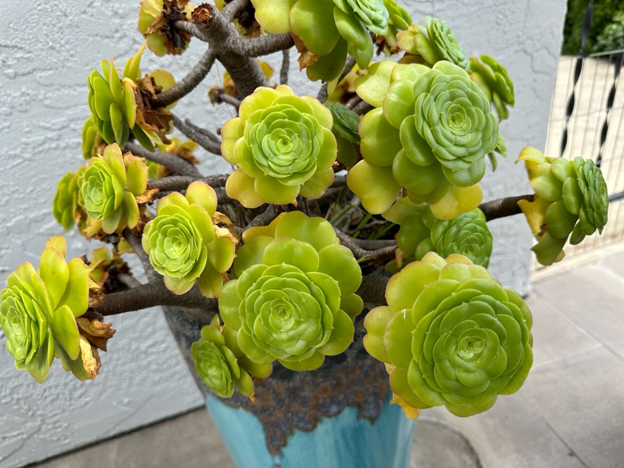 Pair Of Outdoor Glazed Flower Pots 24'H With Succulents - Pots Retail $480 [Photo 3]