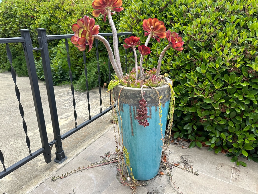 Pair Of Outdoor Glazed Flower Pots 24'H With Succulents - Pots Retail $480 [Photo 6]