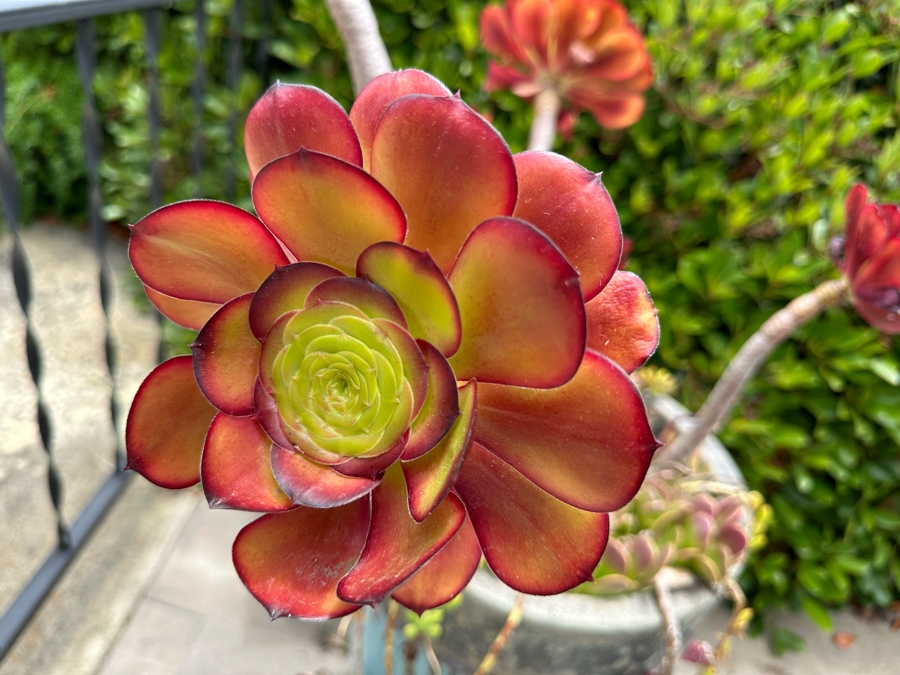 Pair Of Outdoor Glazed Flower Pots 24'H With Succulents - Pots Retail $480 [Photo 7]