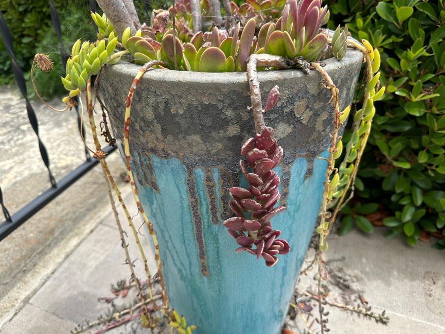 Pair Of Outdoor Glazed Flower Pots 24'H With Succulents - Pots Retail $480 [Photo 9]