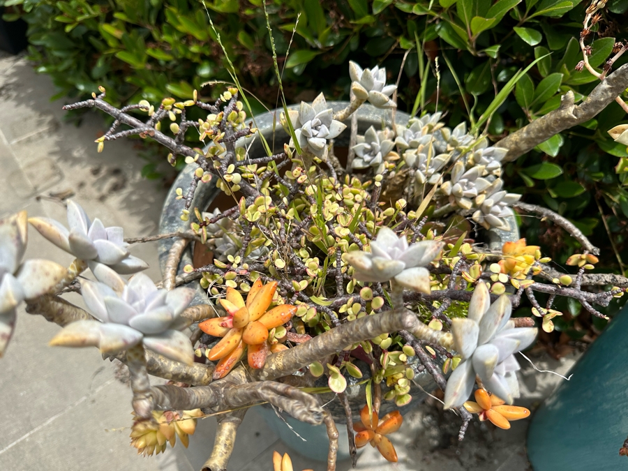 Pair Of Outdoor Glazed Flower Pots 24'H With Succulents - Pots Retail $480 [Photo 4]