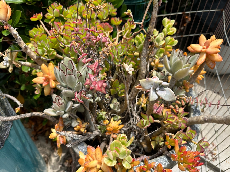 Pair Of Outdoor Glazed Flower Pots 24'H With Succulents - Pots Retail $480 [Photo 5]