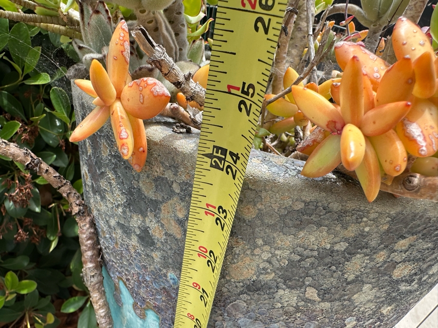 Pair Of Outdoor Glazed Flower Pots 24'H With Succulents - Pots Retail $480 [Photo 6]