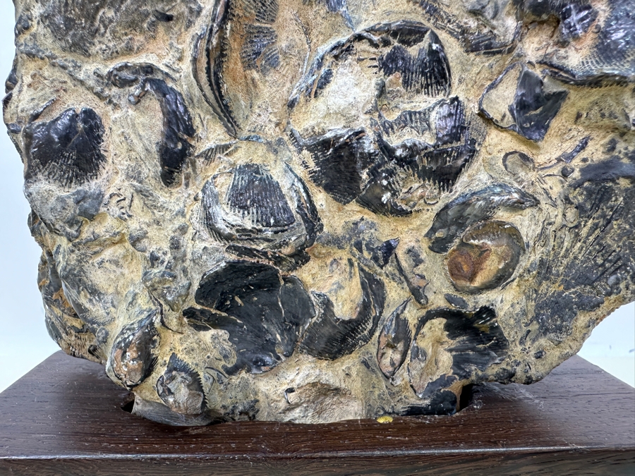 Old Fossilized Shells Organic Sculpture With Wooden Stand 7'W X 11'H [Photo 3]