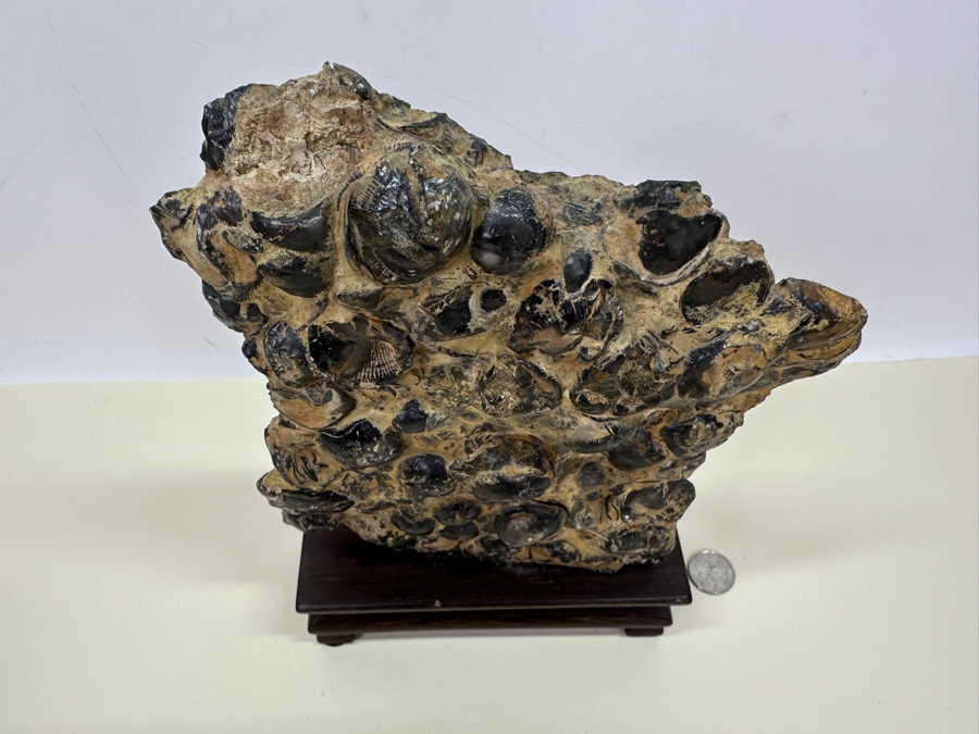 Old Fossilized Shells Organic Sculpture With Wooden Stand 7'W X 11'H [Photo 7]