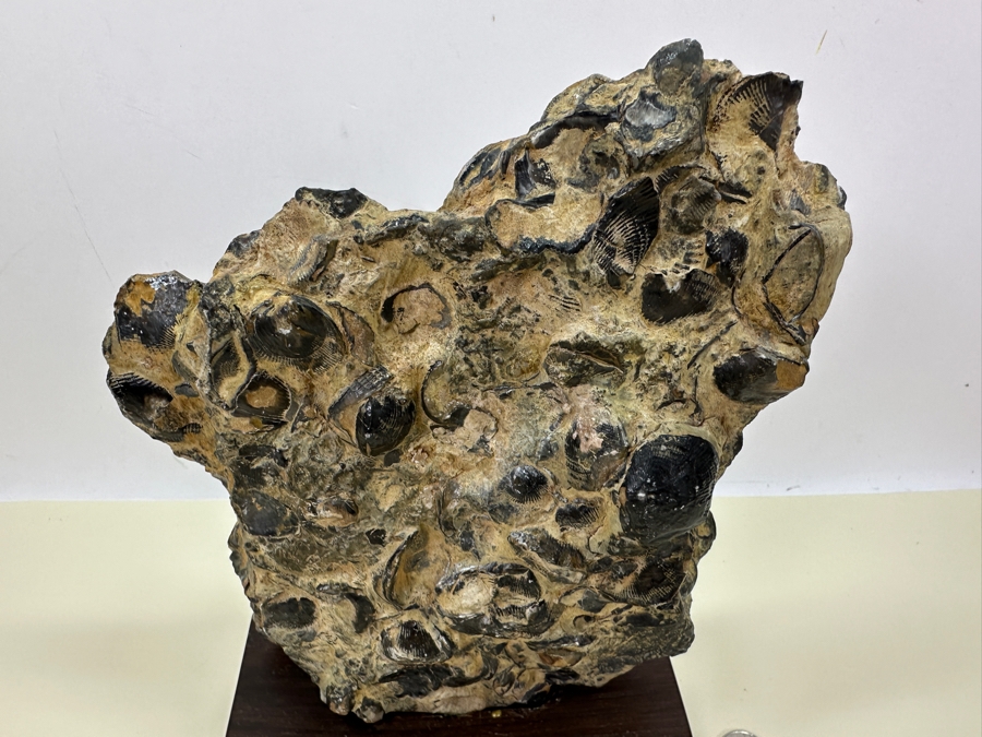 Old Fossilized Shells Organic Sculpture With Wooden Stand 7'W X 11'H [Photo 4]