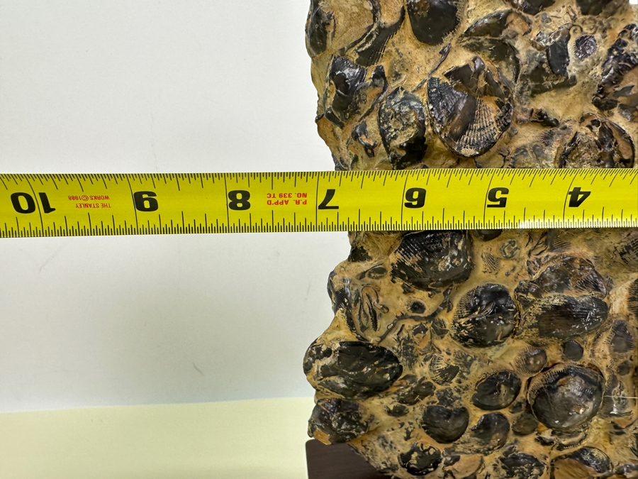 Old Fossilized Shells Organic Sculpture With Wooden Stand 7'W X 11'H [Photo 8]
