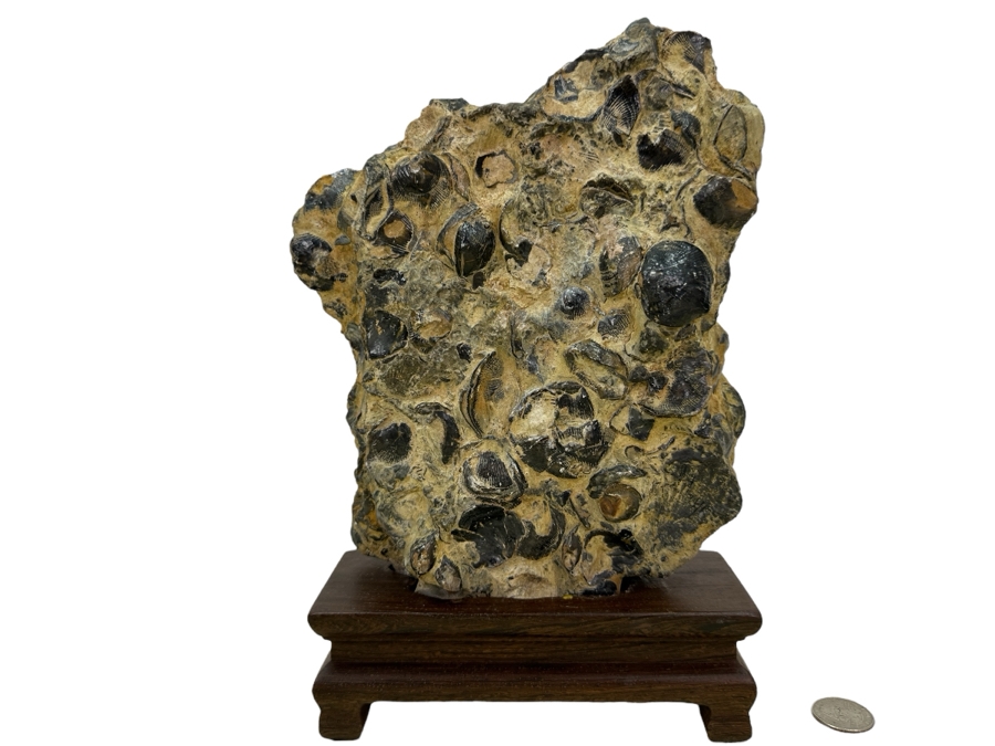 Old Fossilized Shells Organic Sculpture With Wooden Stand 7'W X 11'H [Photo 1]
