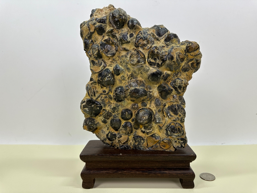 Old Fossilized Shells Organic Sculpture With Wooden Stand 7'W X 11'H [Photo 6]