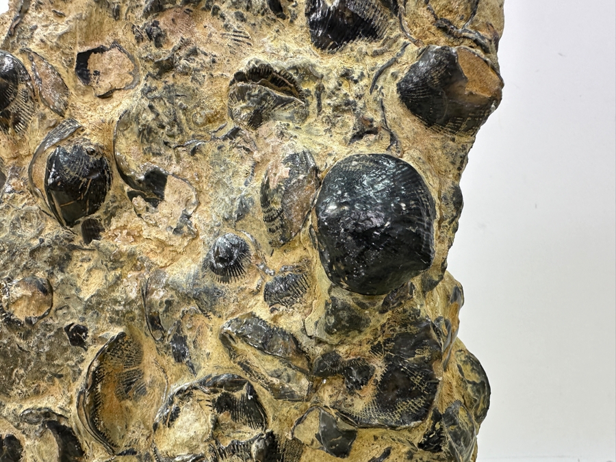 Old Fossilized Shells Organic Sculpture With Wooden Stand 7'W X 11'H [Photo 2]