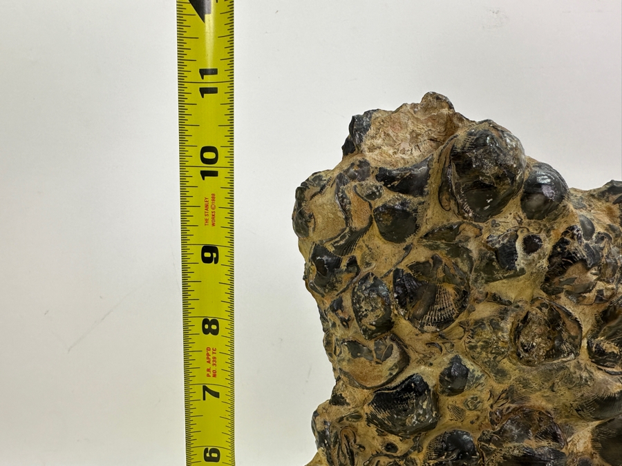 Old Fossilized Shells Organic Sculpture With Wooden Stand 7'W X 11'H [Photo 9]