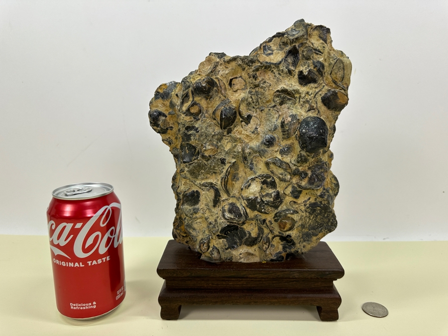 Old Fossilized Shells Organic Sculpture With Wooden Stand 7'W X 11'H [Photo 5]