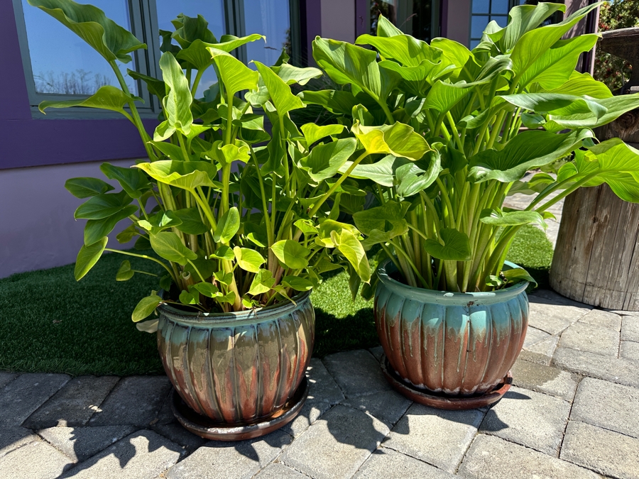 Pair Of Potted Plants 10.5'H Pot [Photo 2]