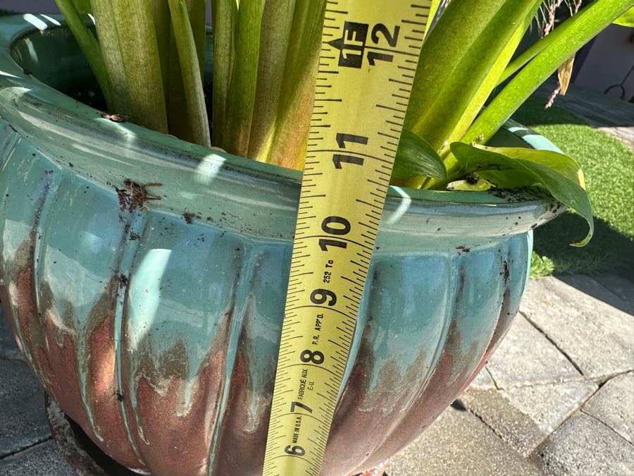 Pair Of Potted Plants 10.5'H Pot [Photo 4]