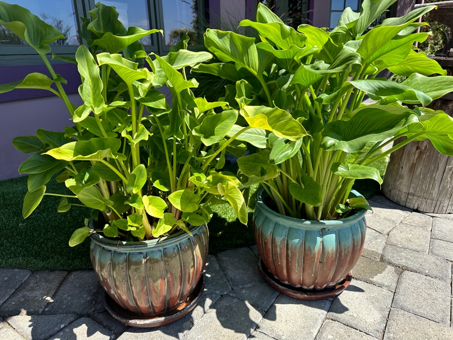 Pair Of Potted Plants 10.5'H Pot [Photo 3]