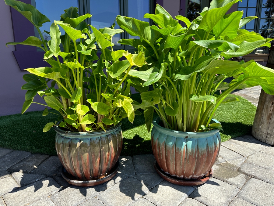 Pair Of Potted Plants 10.5'H Pot
