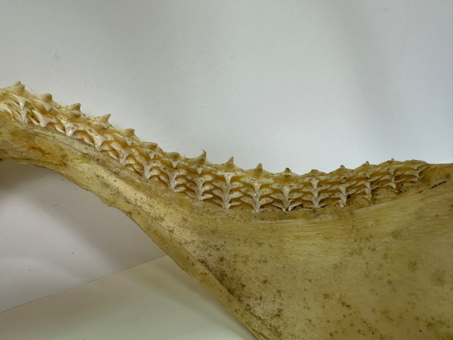 Shark Jaw With Rows Of Shark's Teeth 13'W [Photo 10]