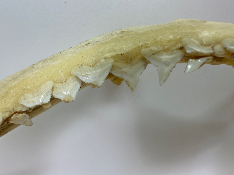 Shark Jaw With Rows Of Shark's Teeth 13'W [Photo 5]