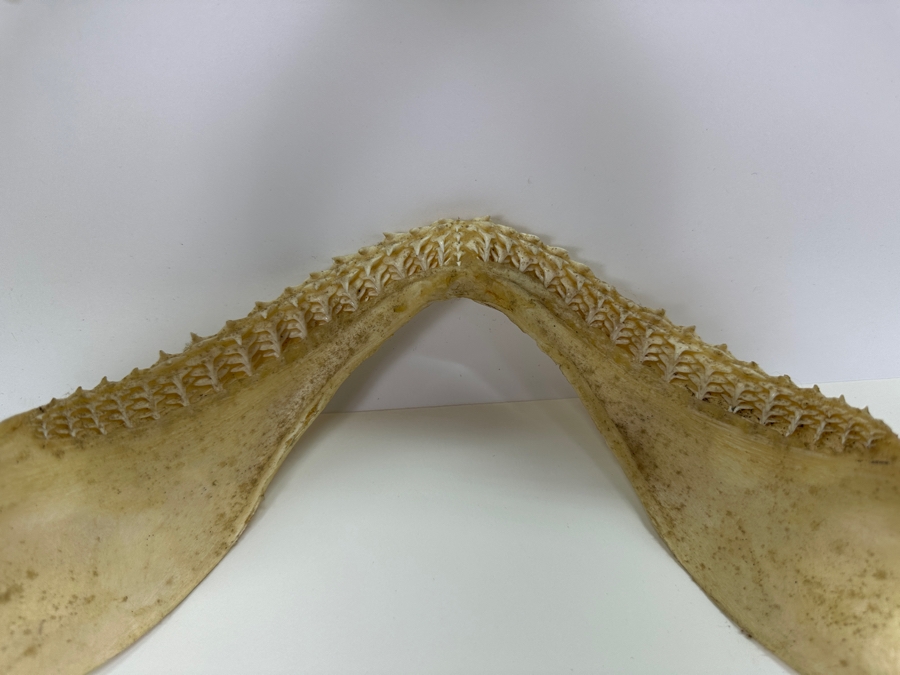 Shark Jaw With Rows Of Shark's Teeth 13'W [Photo 8]