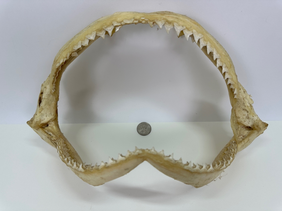 Shark Jaw With Rows Of Shark's Teeth 13'W [Photo 3]