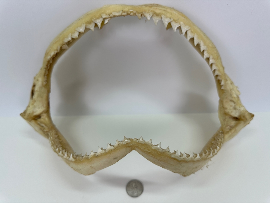 Shark Jaw With Rows Of Shark's Teeth 13'W [Photo 2]