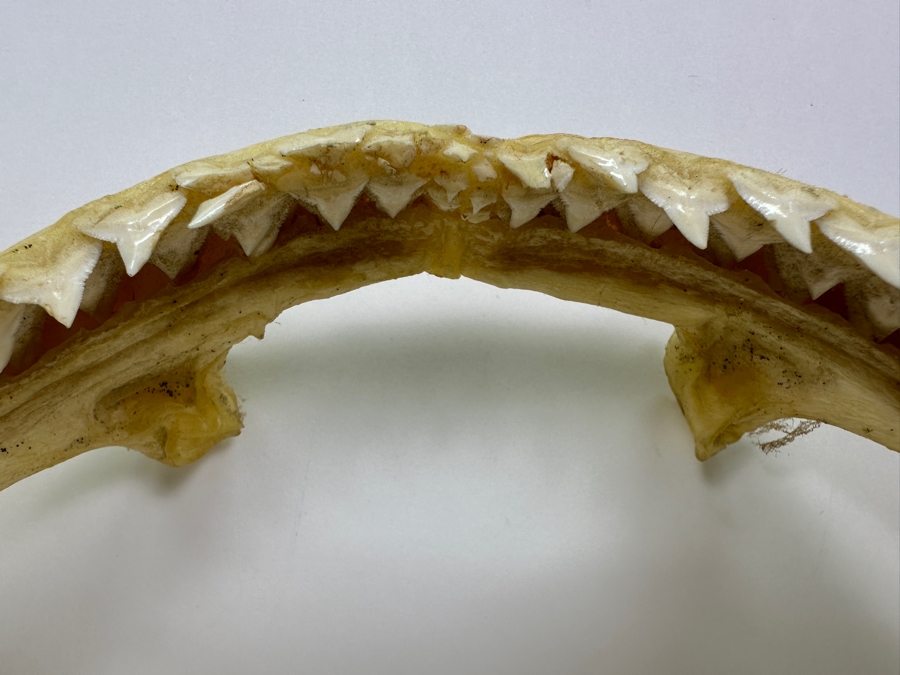 Shark Jaw With Rows Of Shark's Teeth 13'W [Photo 6]