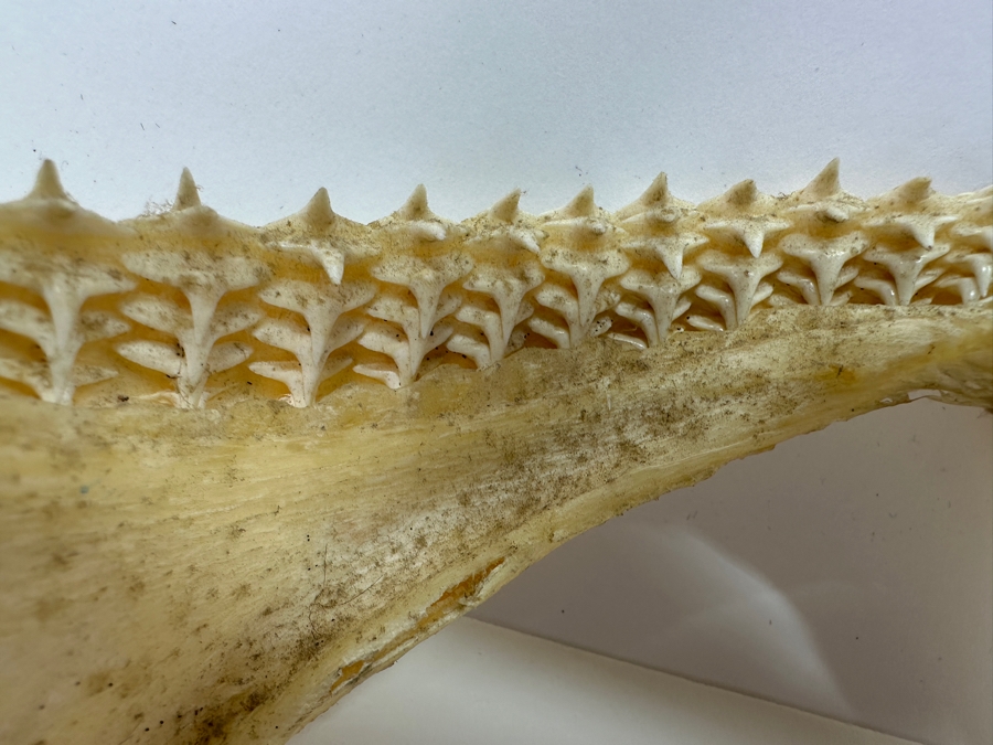 Shark Jaw With Rows Of Shark's Teeth 13'W [Photo 9]