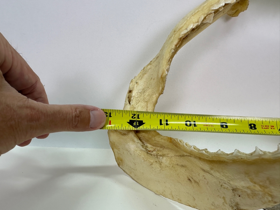 Shark Jaw With Rows Of Shark's Teeth 13'W [Photo 7]